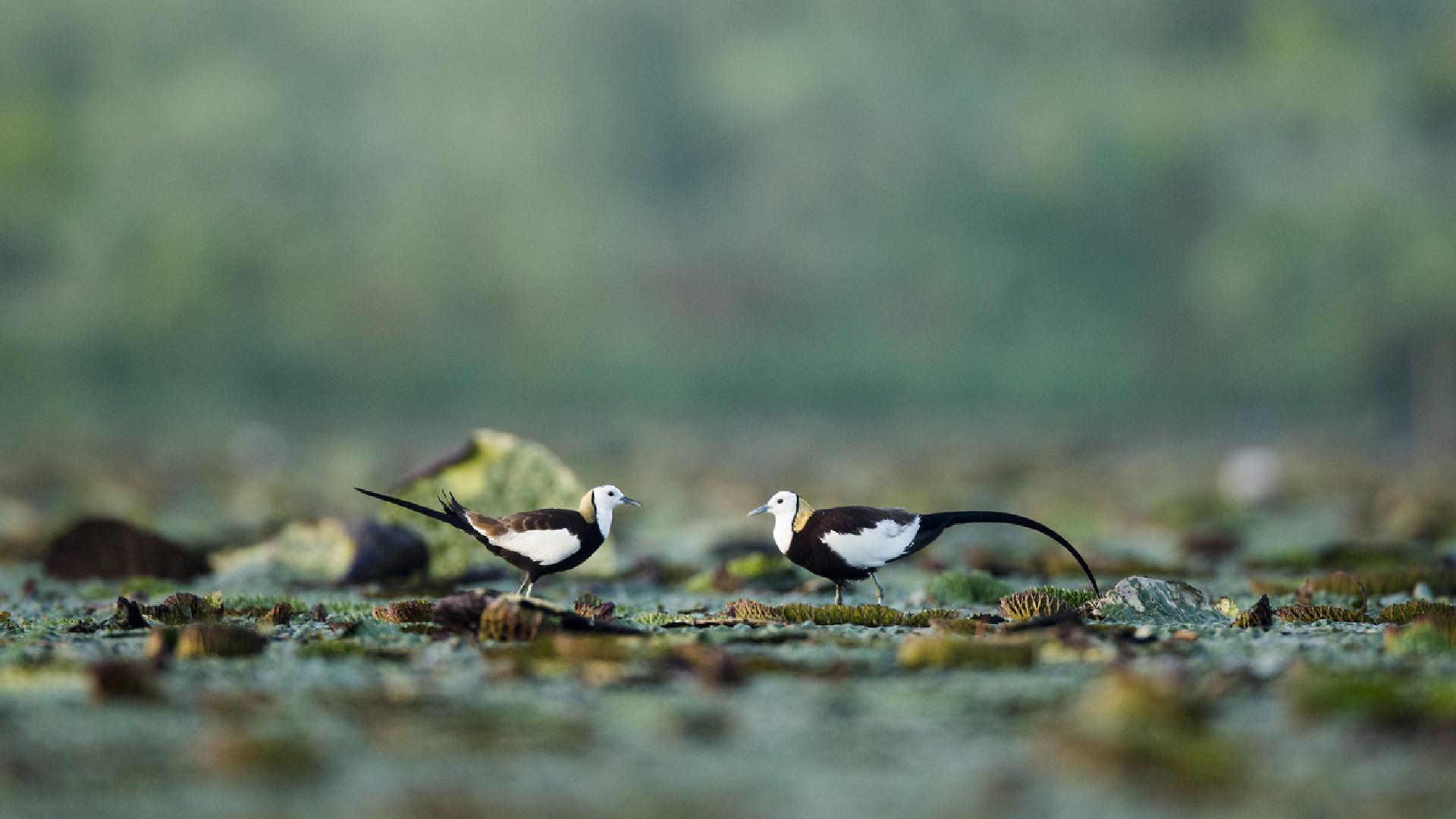 【520告白日】湖中深情相对的两只水雉，中国九江市