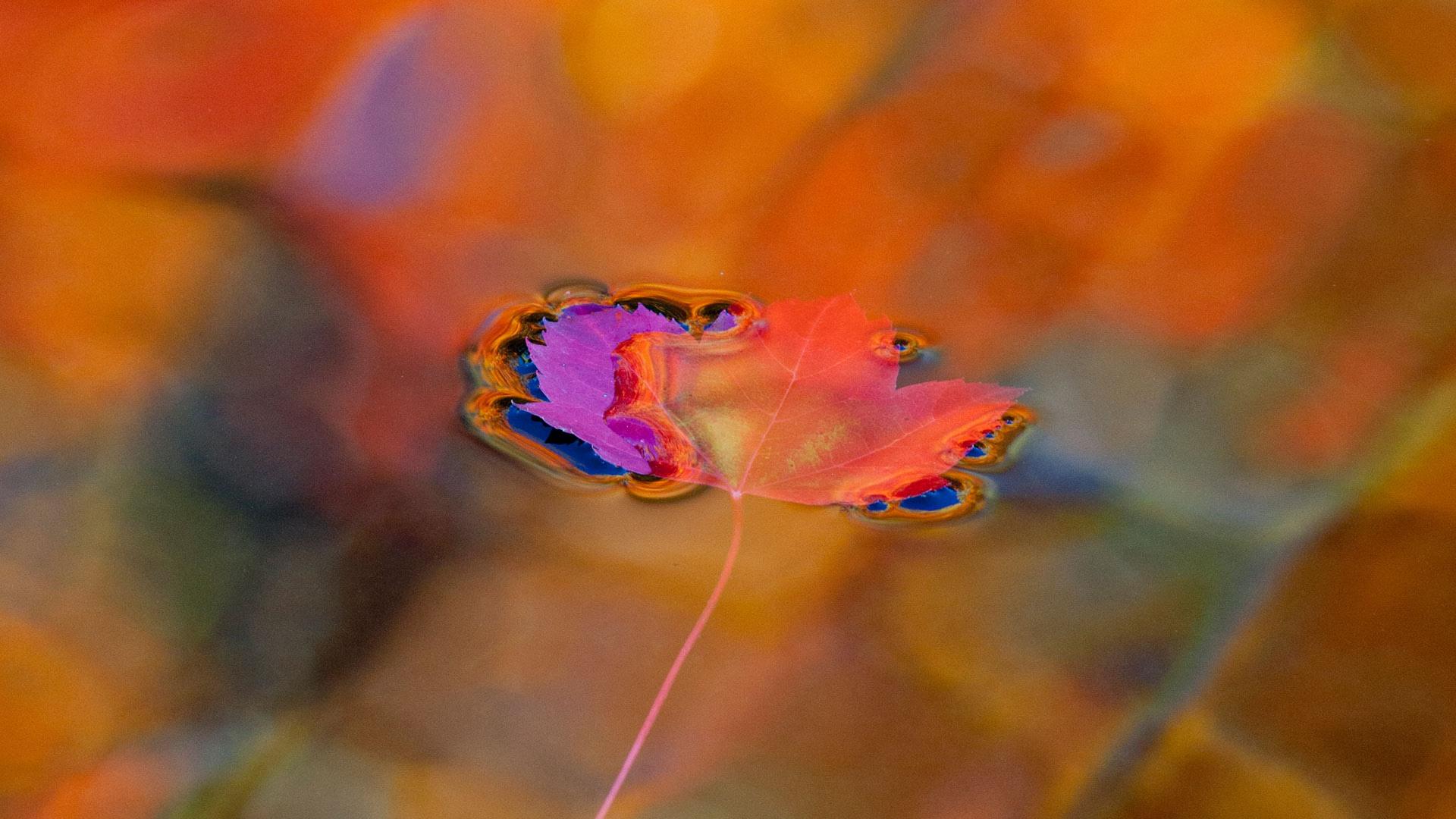 彩色池里的红色枫叶，加拿大魁北克省