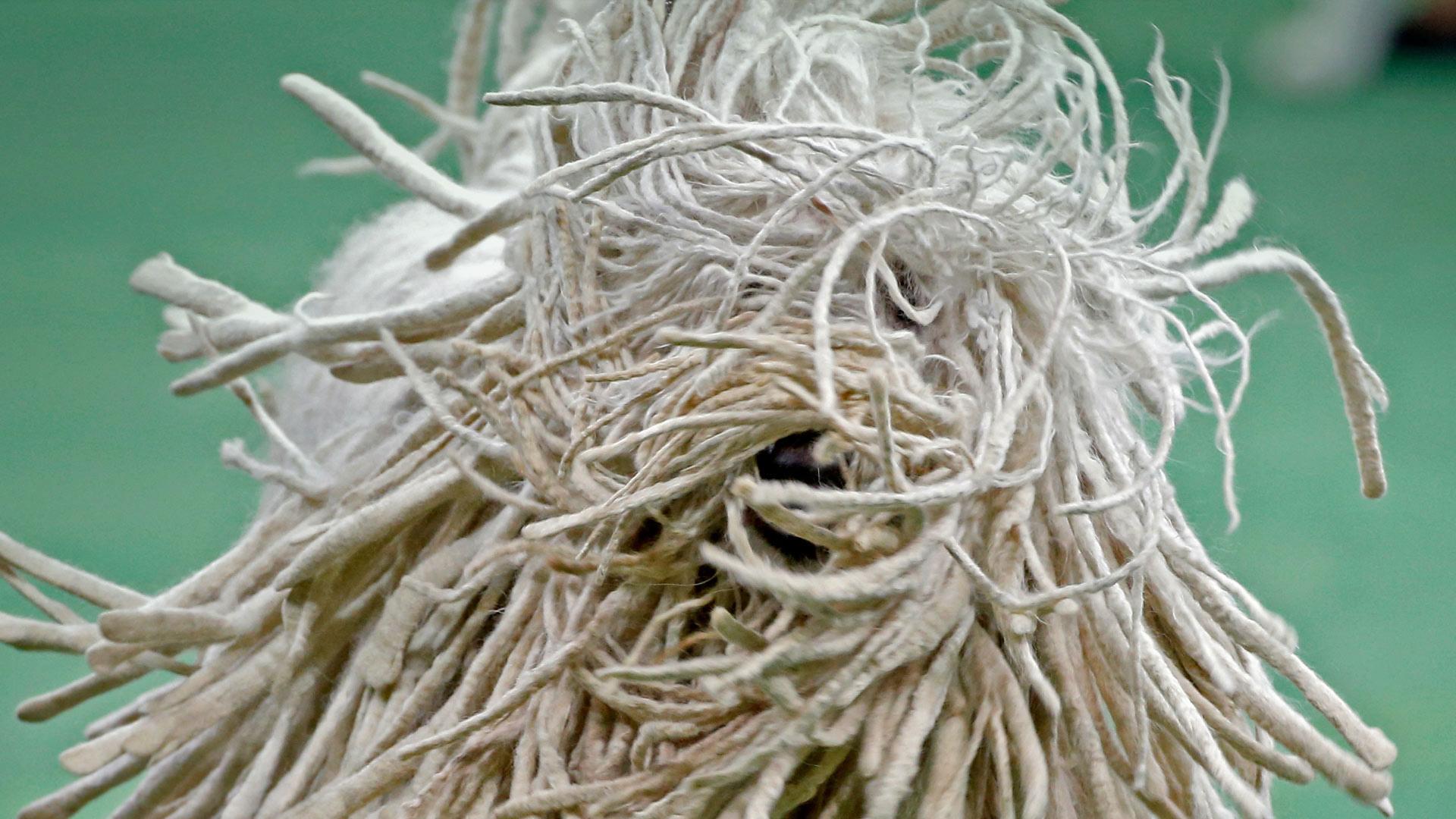 一只参加威斯敏斯特犬业俱乐部狗展的可蒙犬，纽约