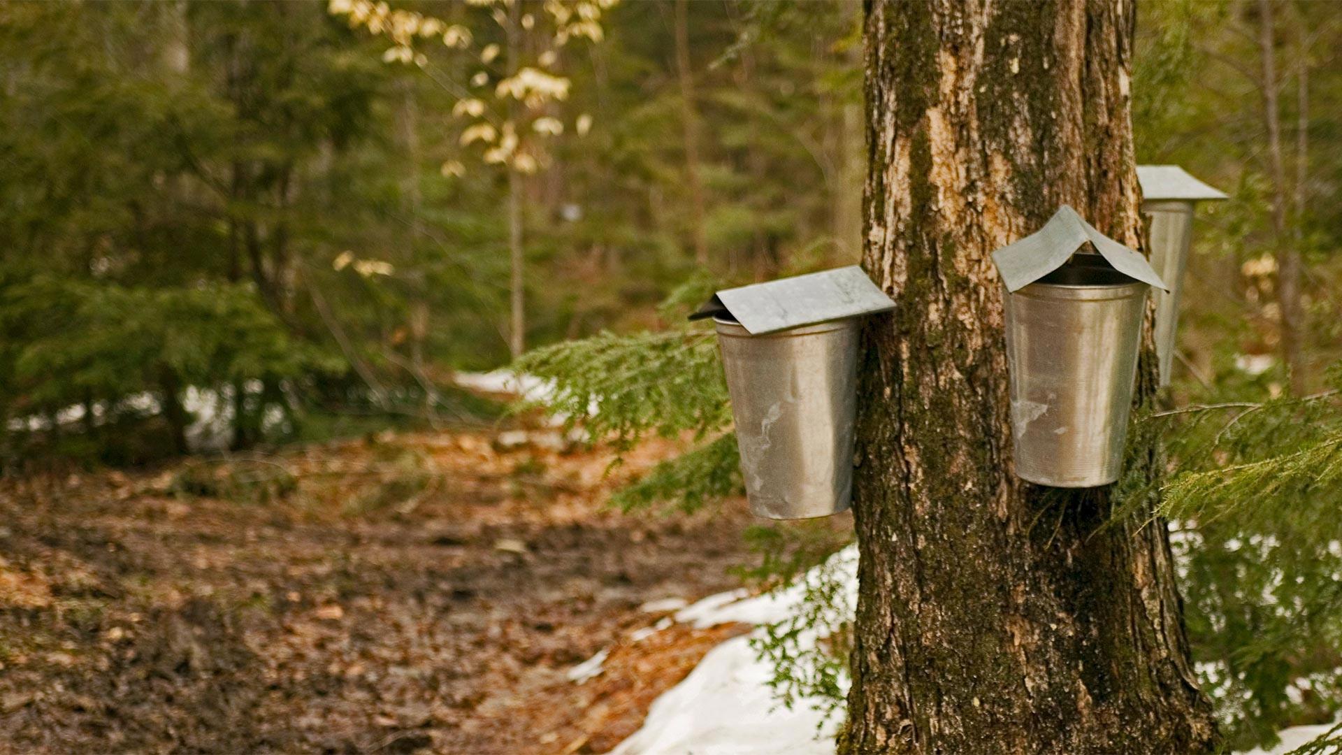 Missisquoi的树汁收集桶，加拿大魁北克