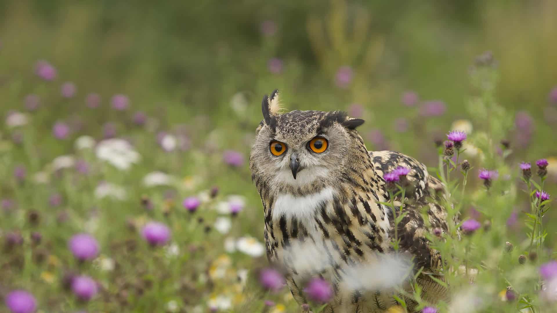野花草甸上的一只欧亚雕鸮，德国莱茵兰-普法尔茨