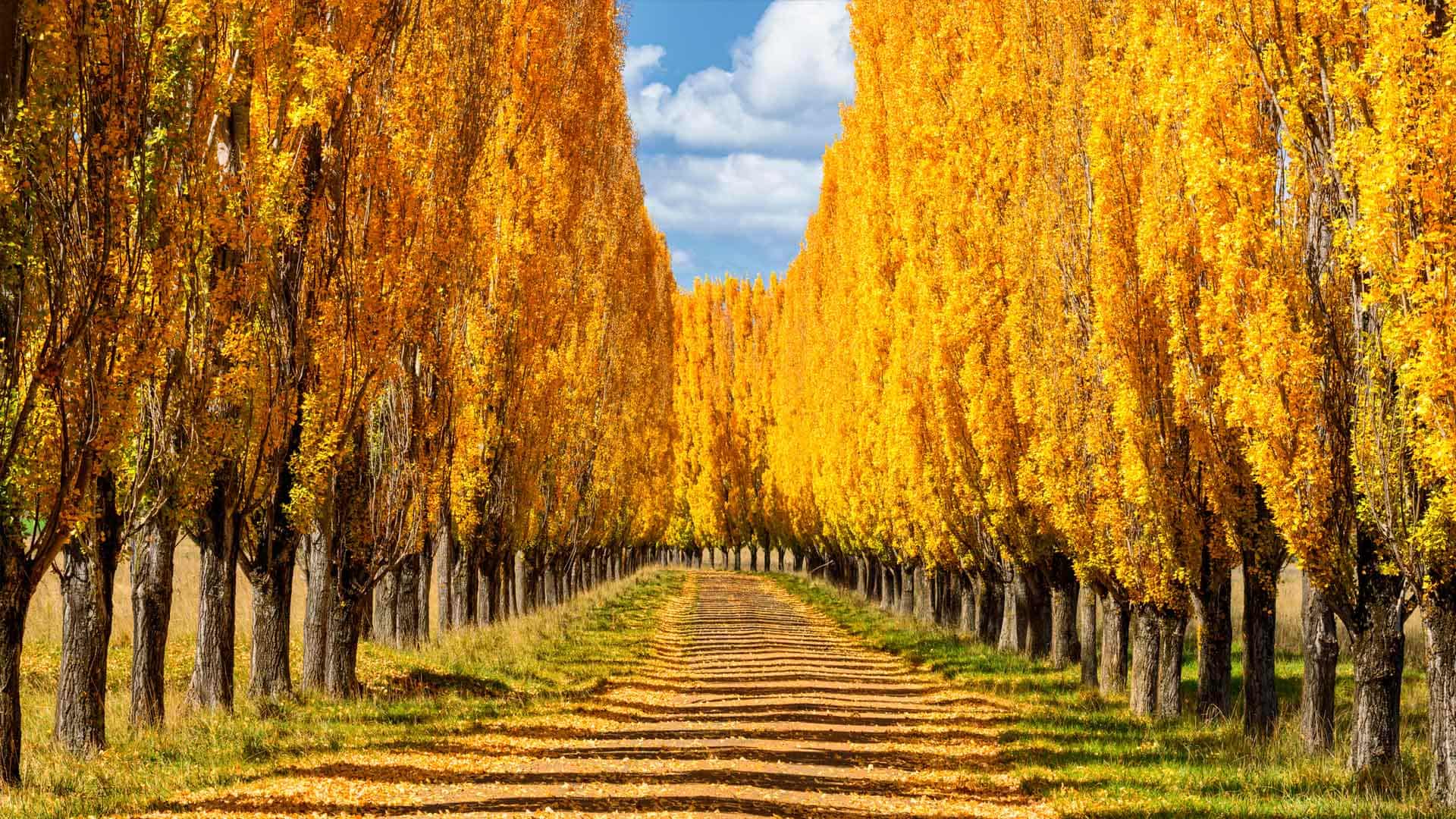 新英格兰的杨树，澳大利亚新南威尔士州