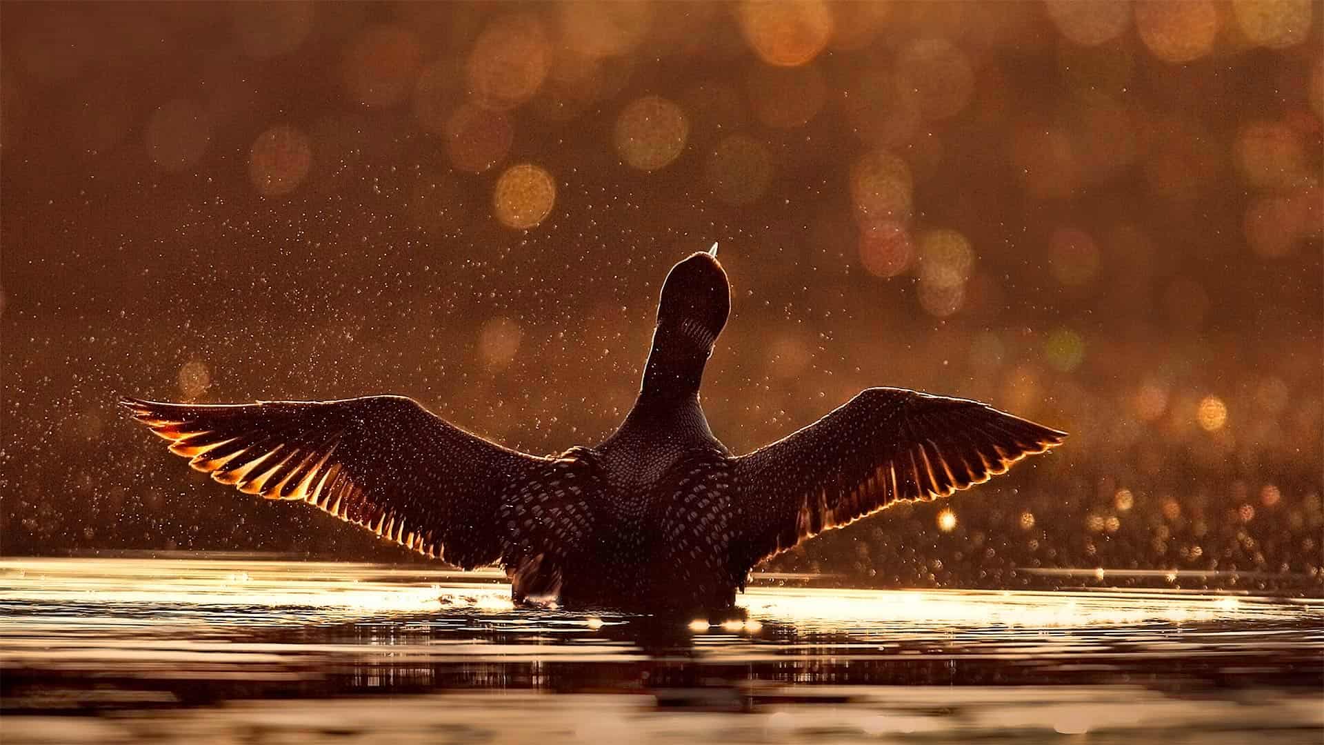 苏必利尔国家森林中一只常见的潜鸟，明尼苏达州