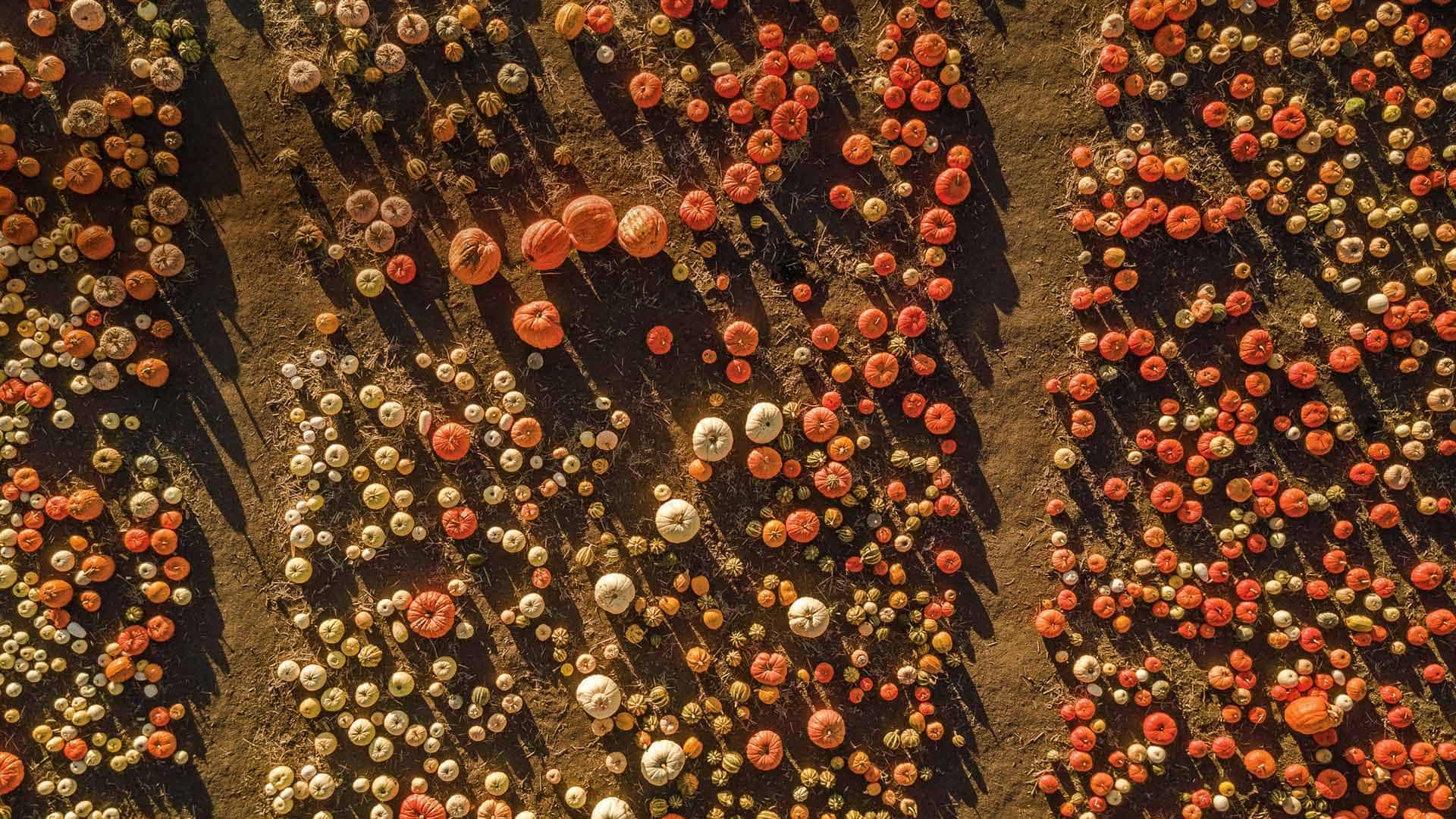 半月湾南瓜地鸟瞰图，加利福尼亚