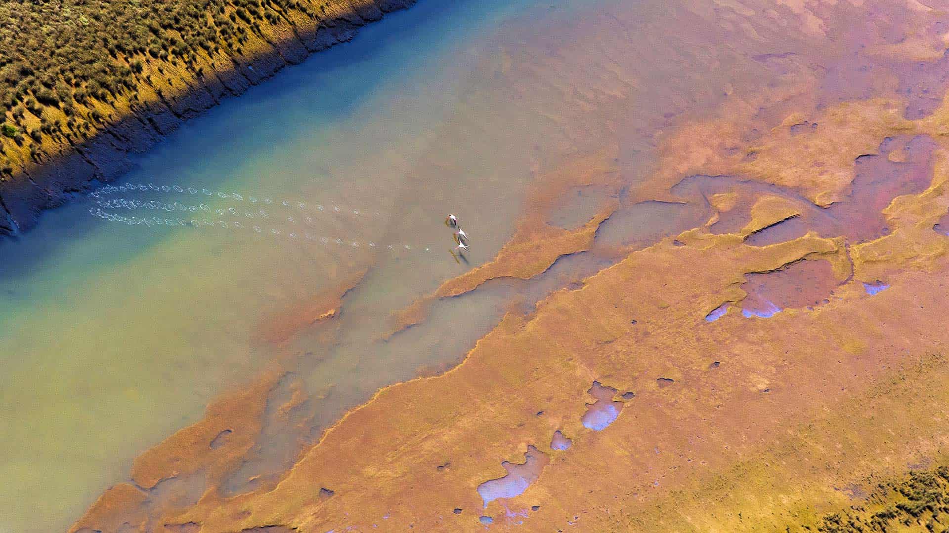 韦尔瓦奥迪尔湿地起飞的三只大红鹳，西班牙安达卢西亚