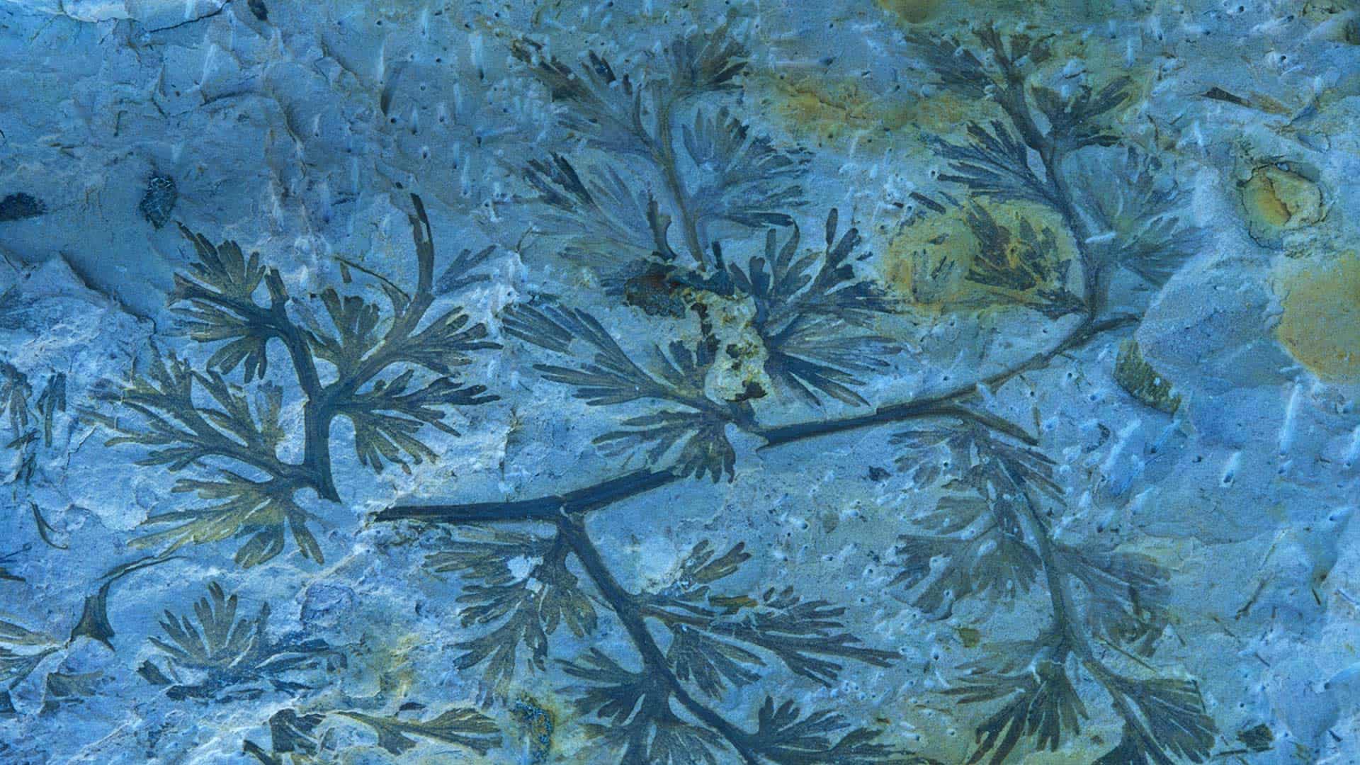 一块石炭纪蕨类化石