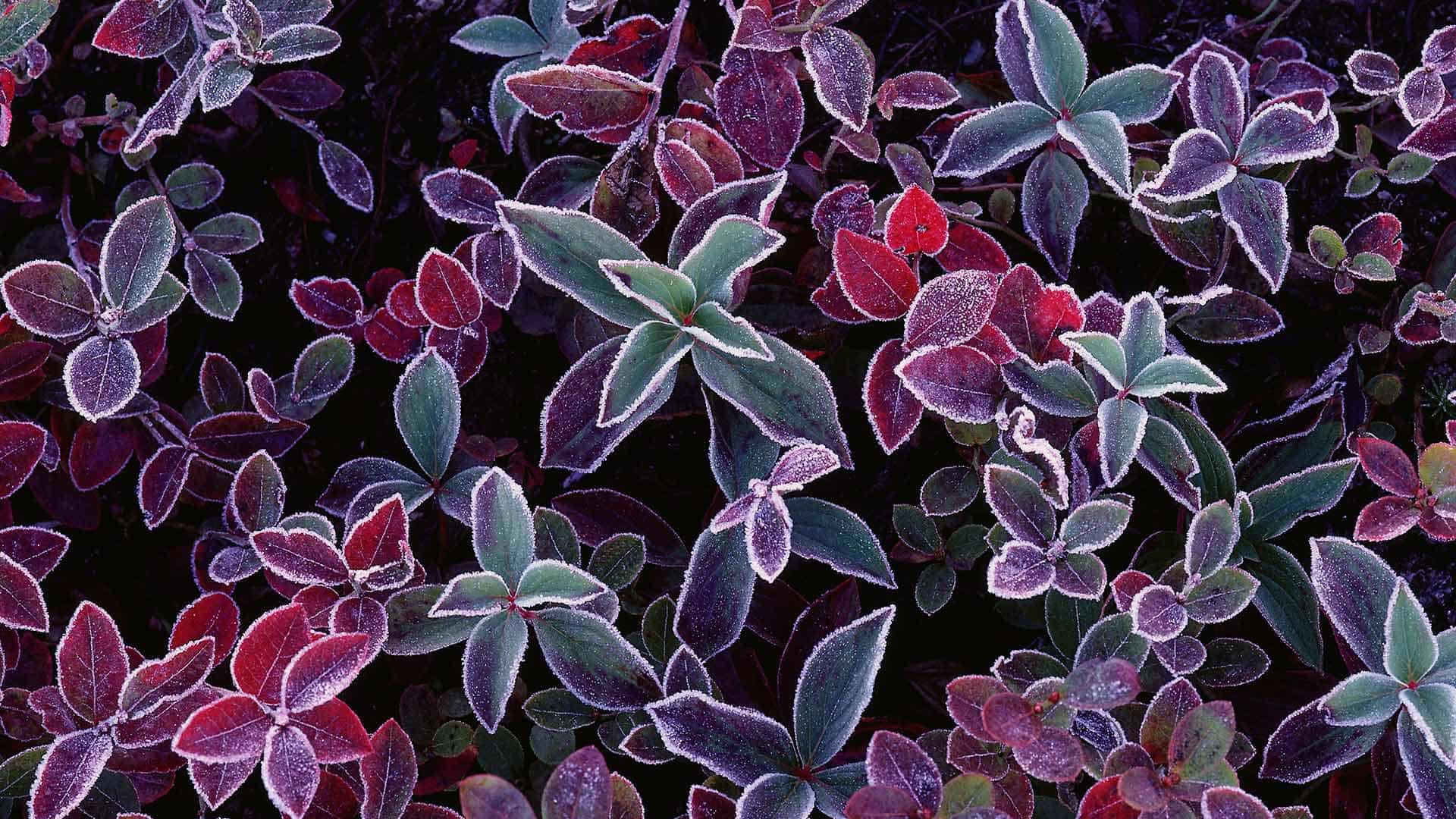 蓝莓植物上的霜，加拿大新不伦瑞克