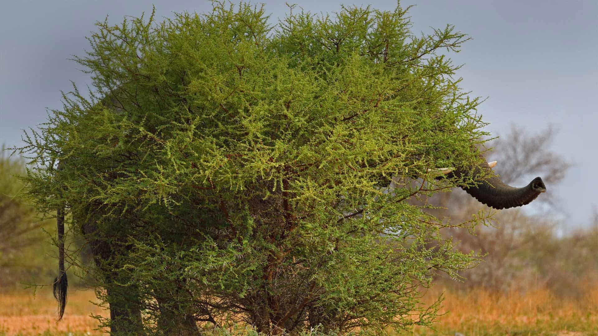 马拉克勒国家公园中一只隐身的chia象，南非林波波河