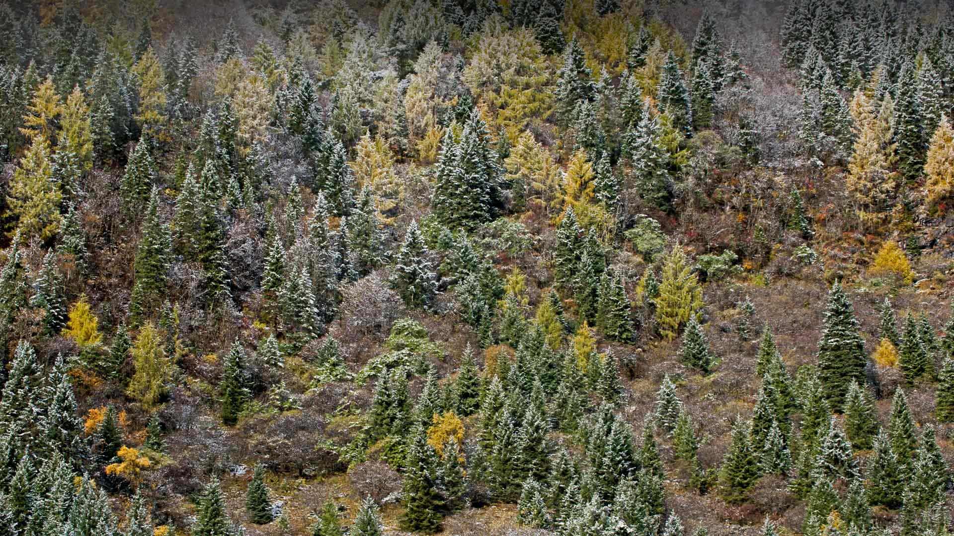 清晨结了霜的树林，中国四姑娘山