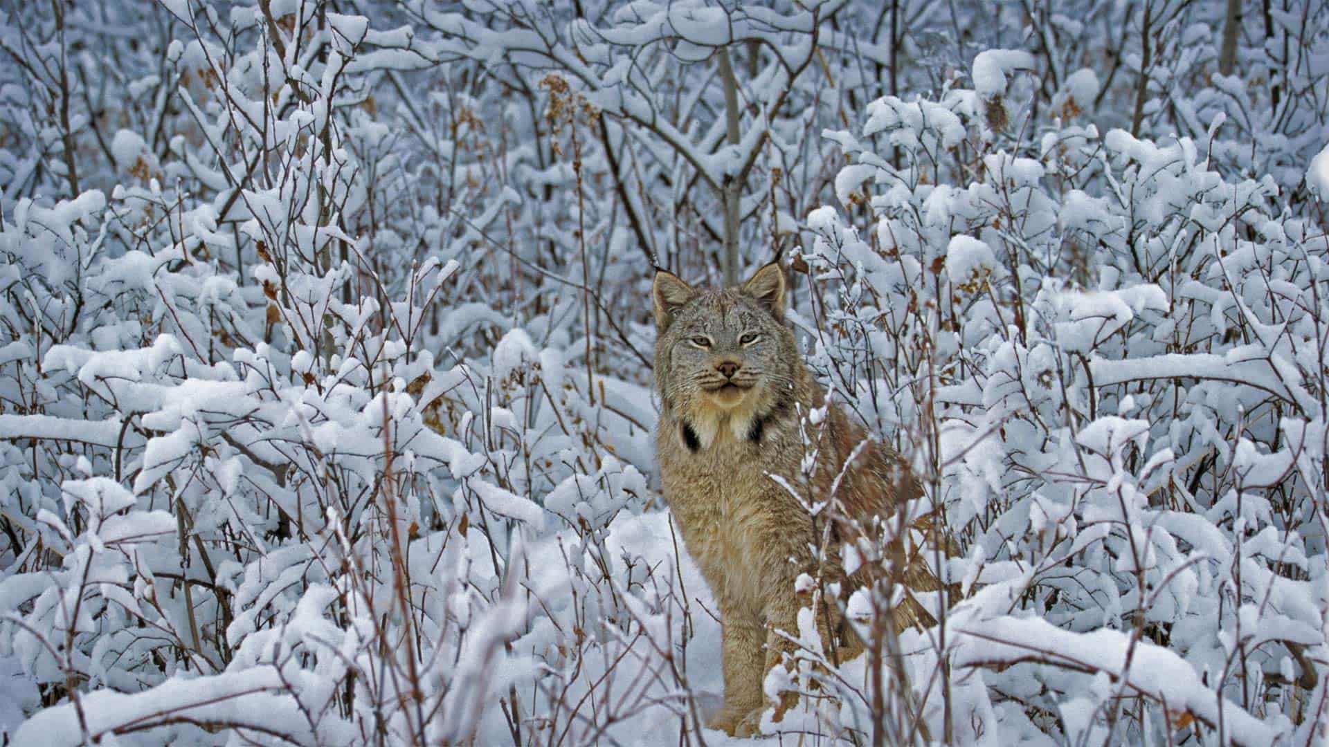 加拿大猞猁，蒙大拿州