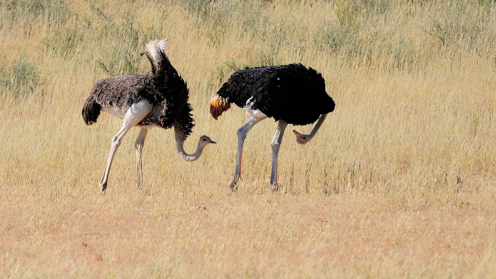 卡格拉格帝边境公园中一对正在求偶的鸵鸟，南非