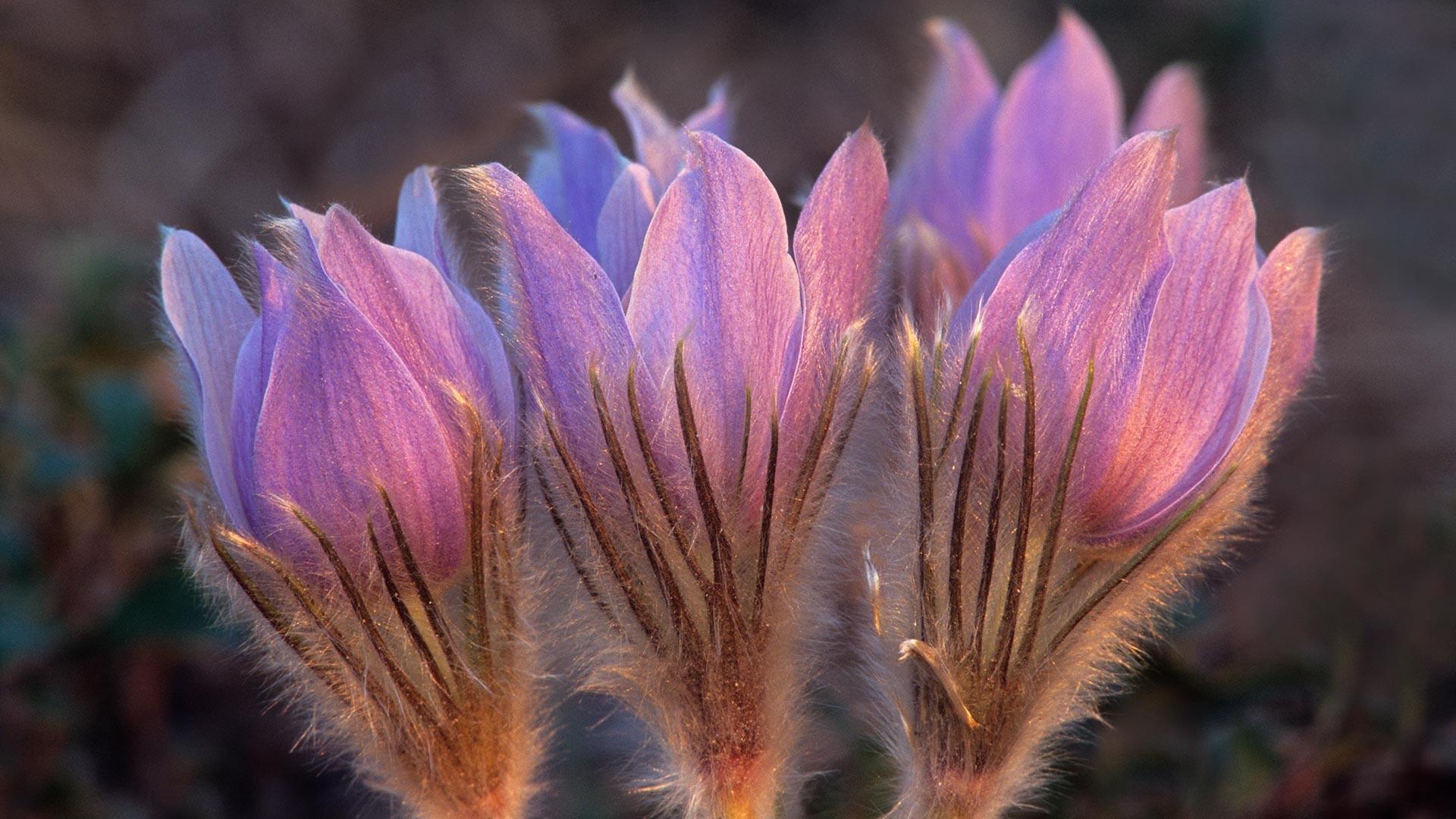 Sandilands省级森林中被白霜覆盖的番红花，加拿大曼尼托巴