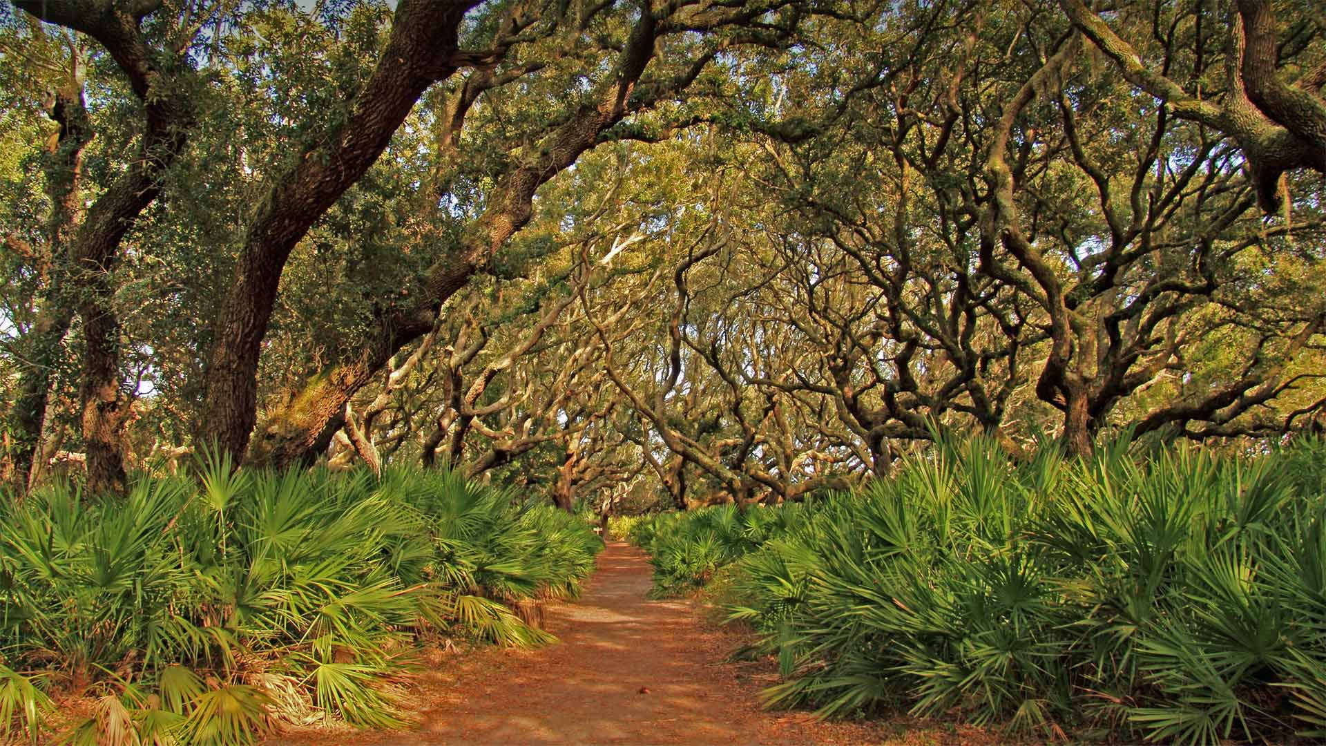 坎伯兰岛国家海岸，美国佐治亚州