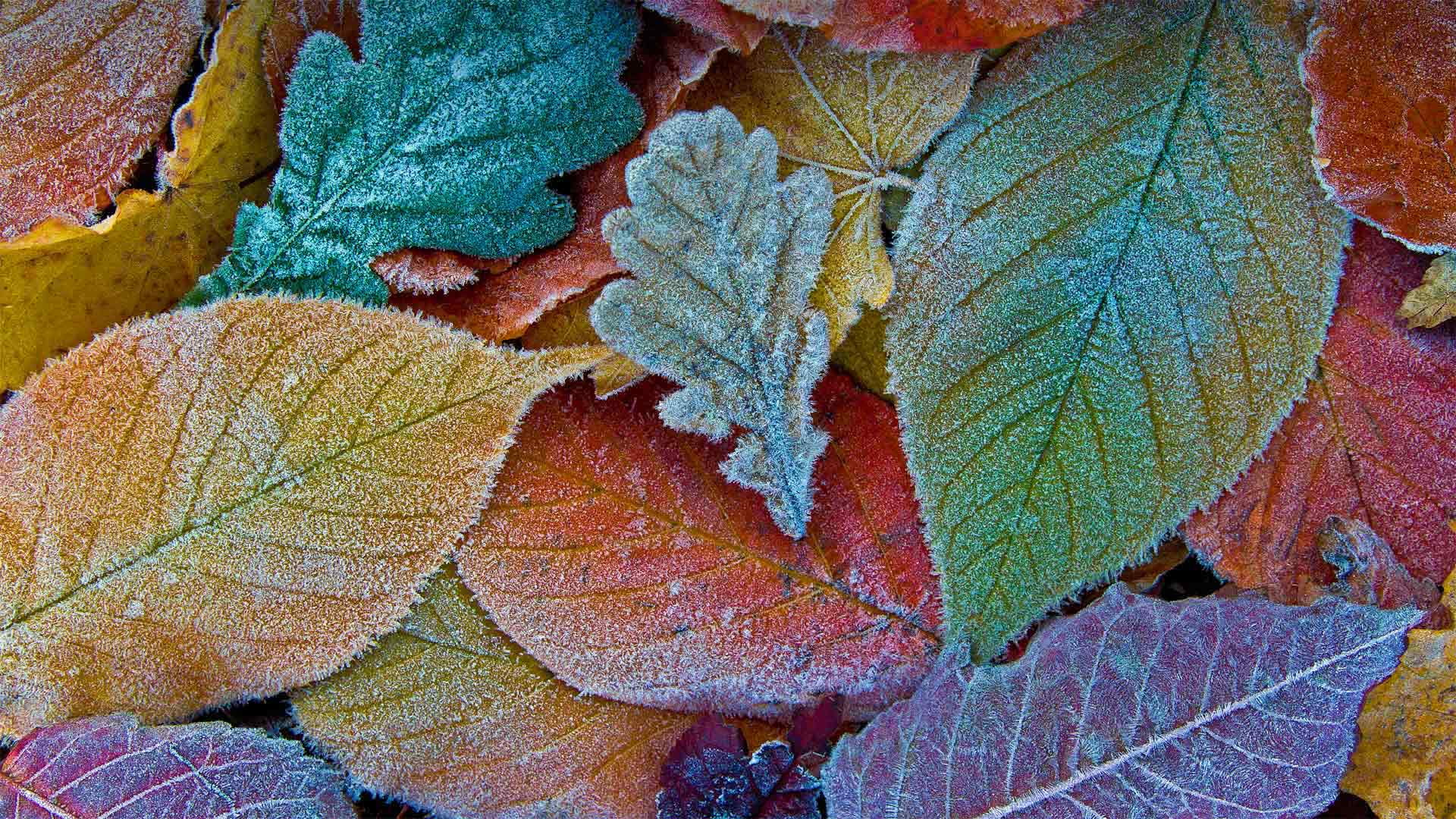 Autumn leaves coated with frost