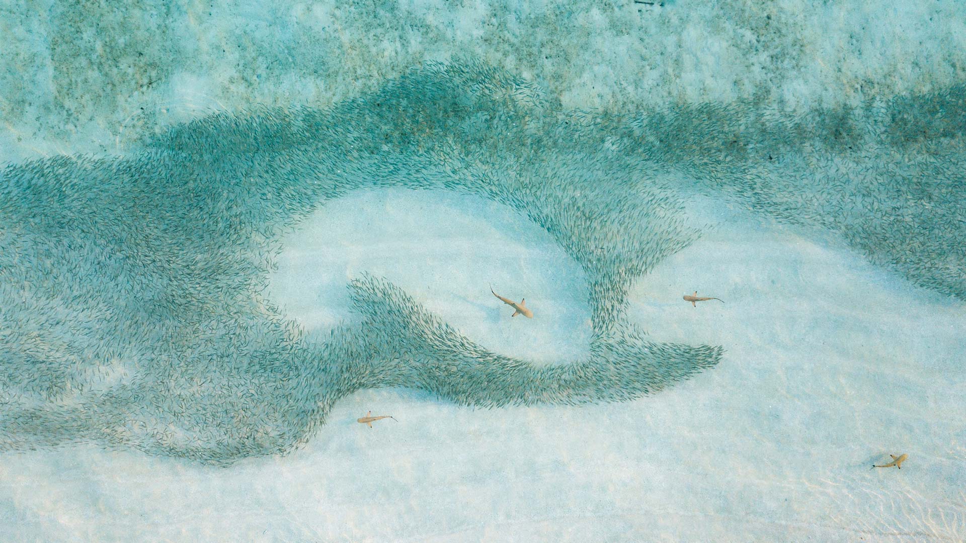 乌翅真鲨，马尔代夫