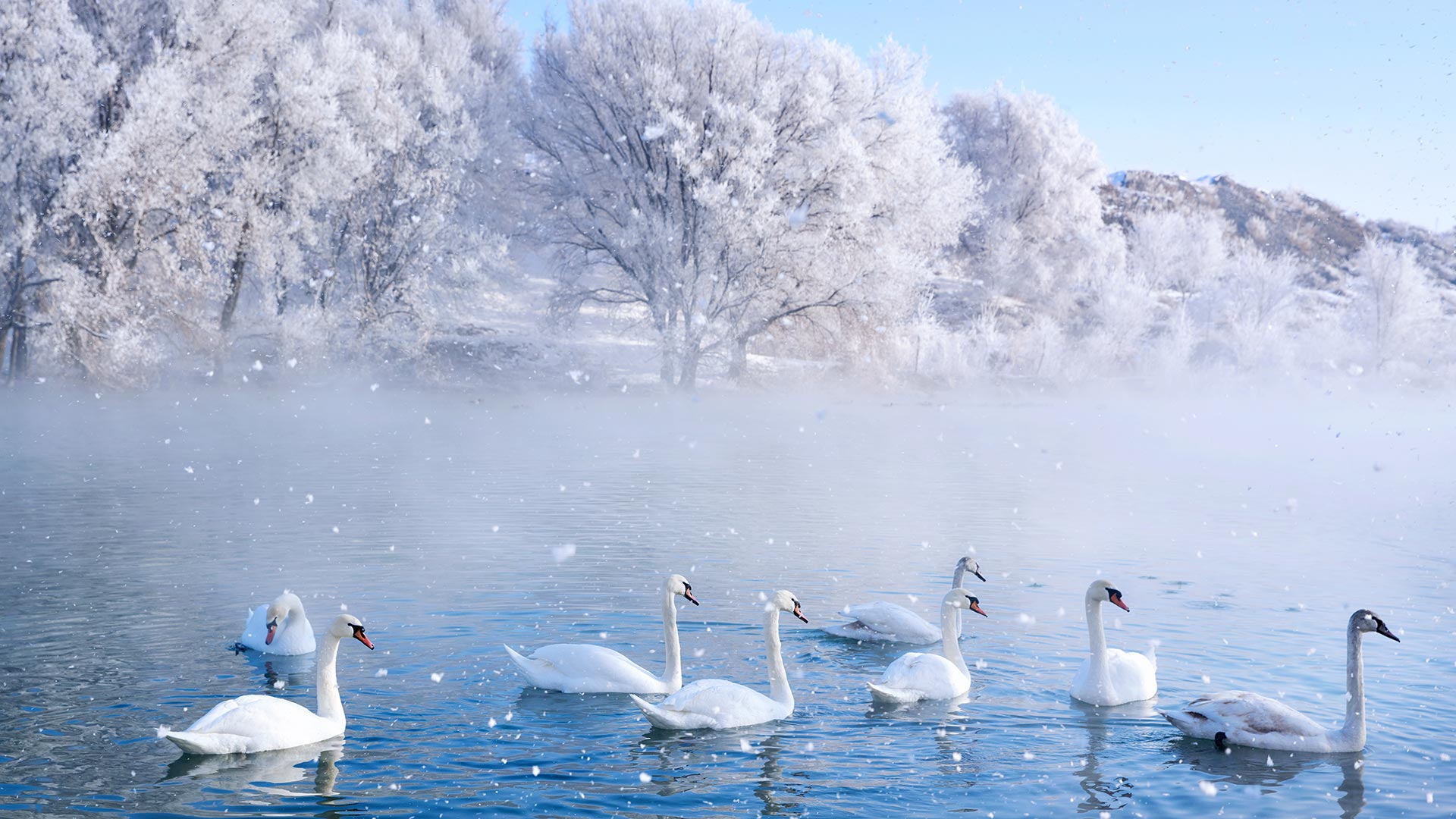 天鹅泉湿地公园，伊犁，新疆，中国