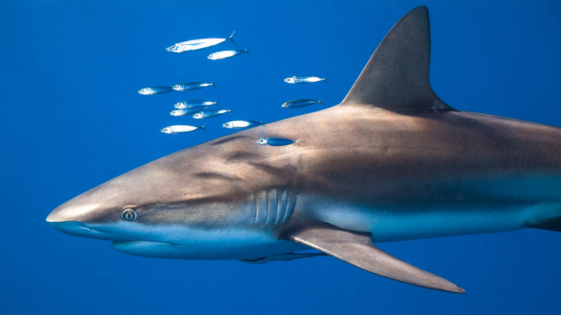 女王花园群岛的镰形真鲨，古巴