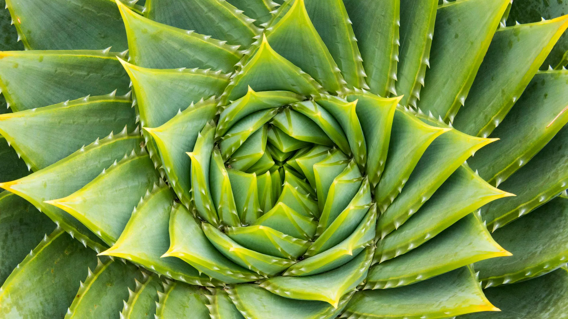 多叶芦荟，袋鼠岛，澳大利亚