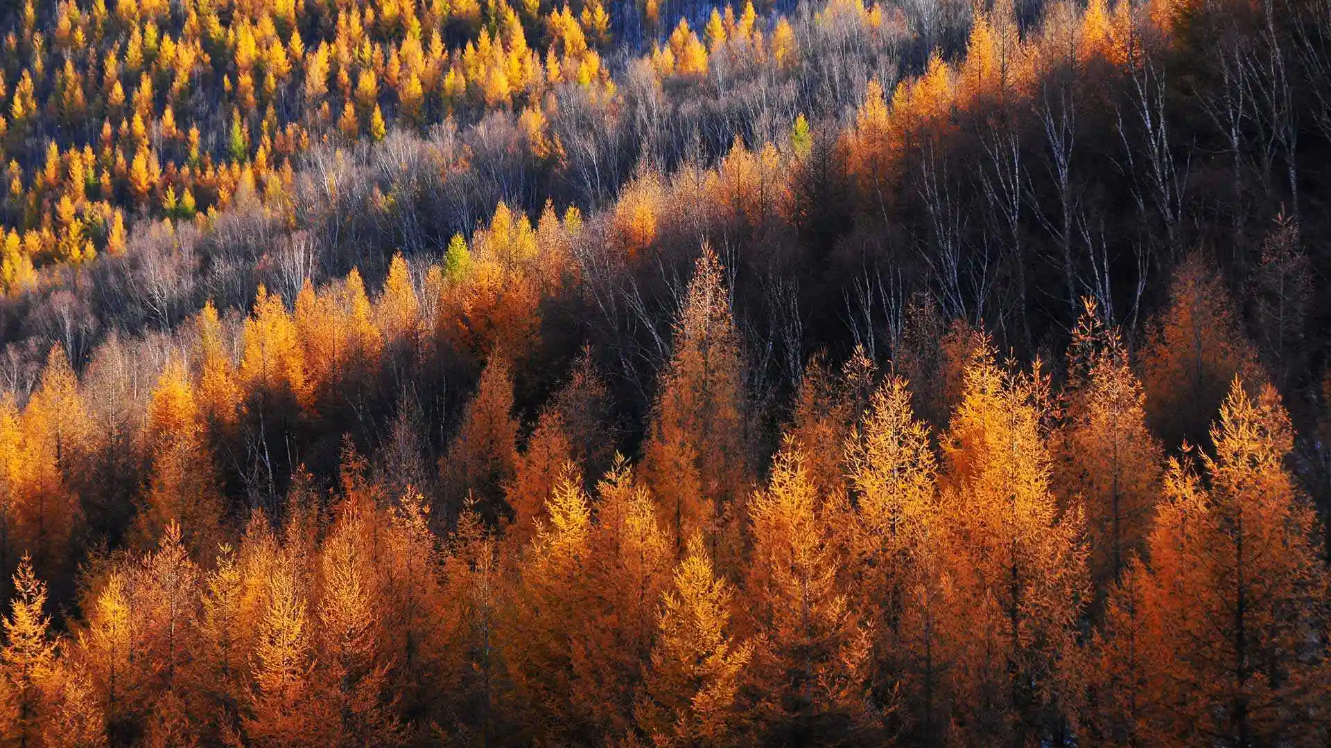 金色的松树，坝上草原，中国