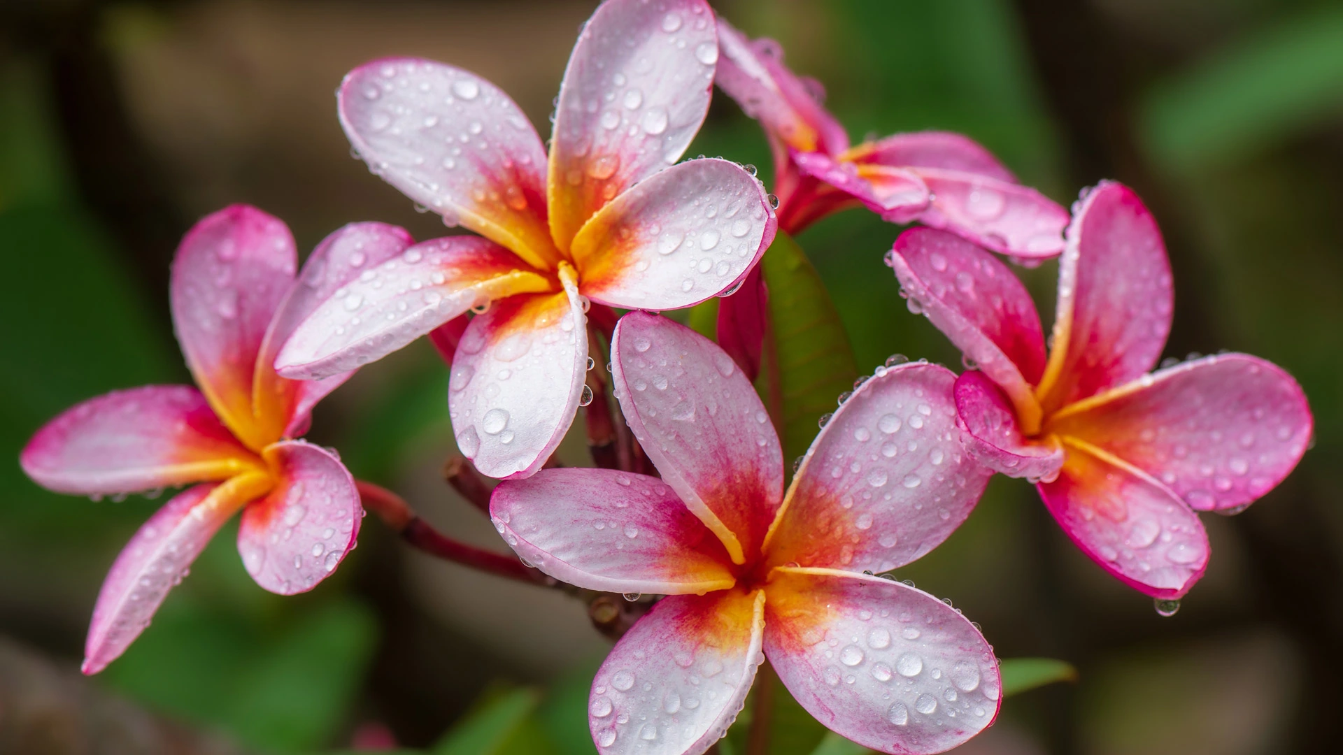 鸡蛋花，夏威夷，美国