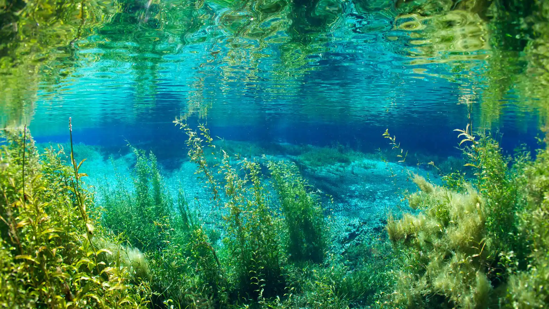 彩虹泉州立公园的彩虹河，佛罗里达州，美国