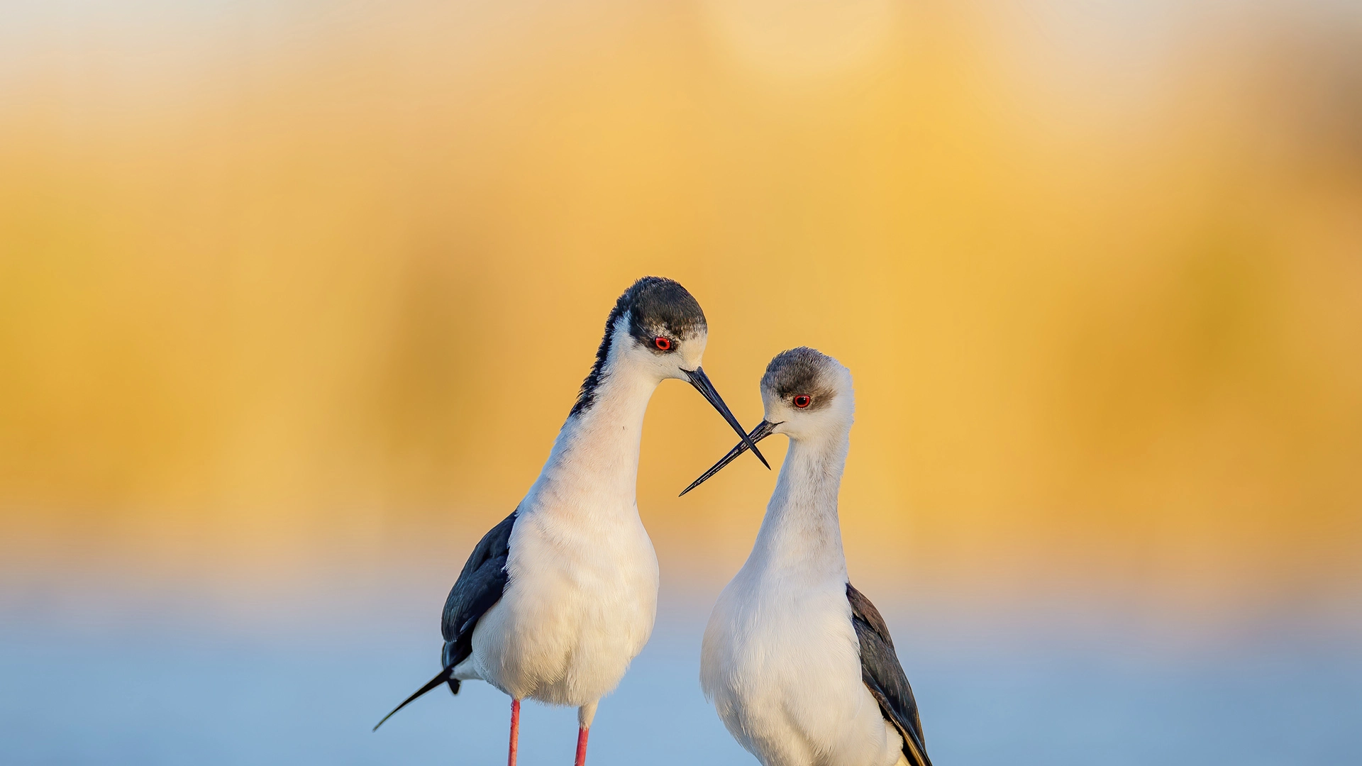黑翅长脚鹬, 法国