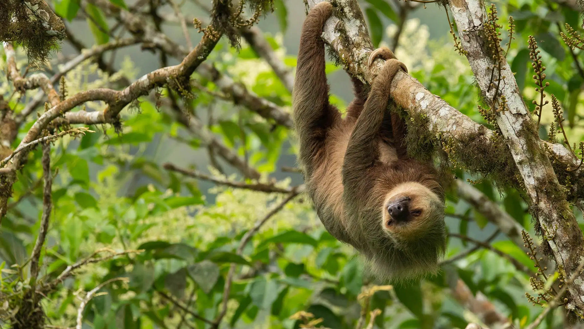 霍氏树懒，厄瓜多尔