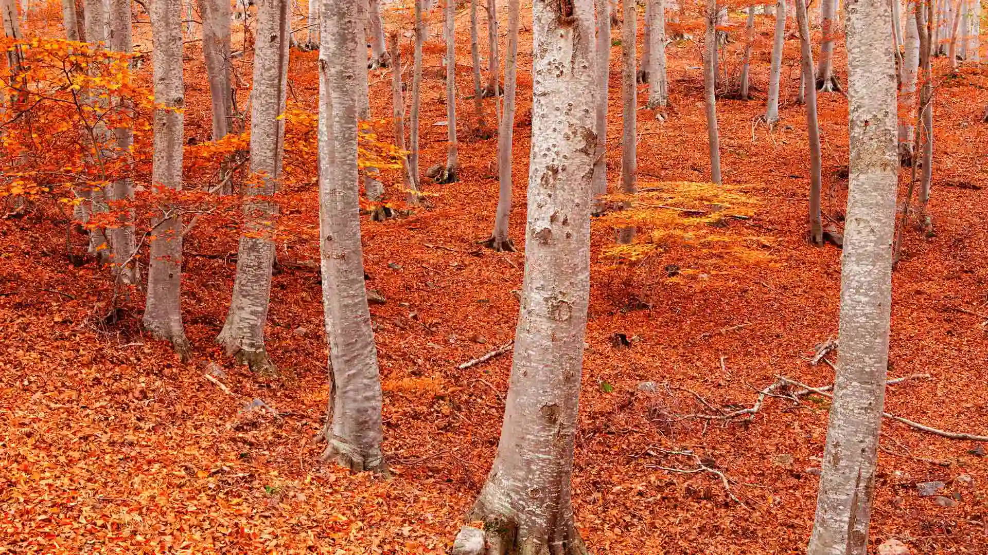 佩尼亚罗亚山毛榉森林, 蒙卡约自然公园, 萨拉戈萨, 阿拉贡, 西班牙