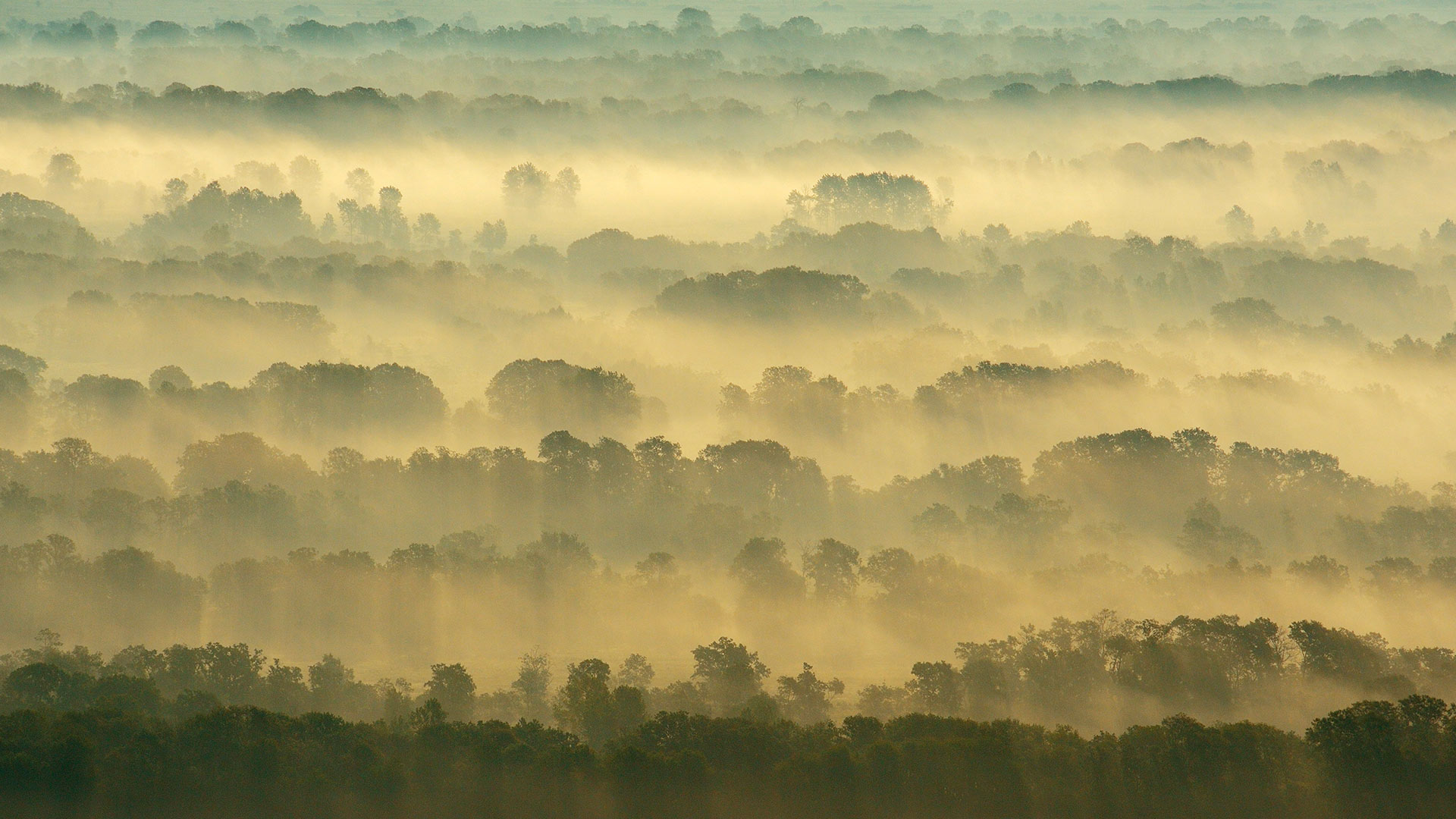 莱泰亚森林，多瑙河三角洲，罗马尼亚